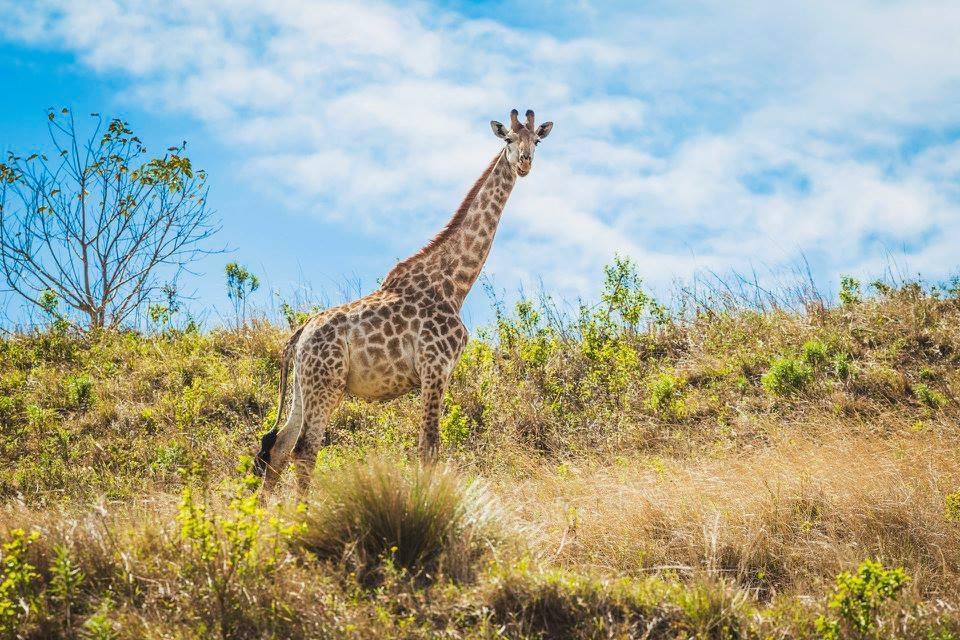 Rain Farm Game Lodge uMhlali المظهر الخارجي الصورة